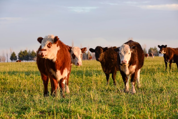 Novilhos alimentados com pasto natural Província de Buenos Aires Argentina