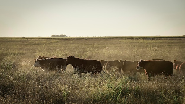 Novilhos e novilhas criados com pasto natural Produção de carne argentina