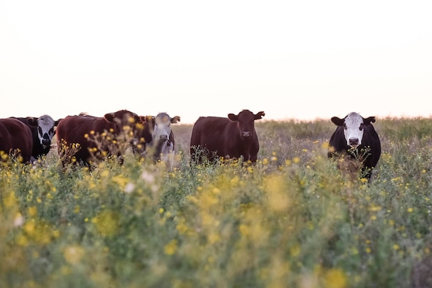 Novilhos e novilhas criados com pasto natural Produção de carne argentina