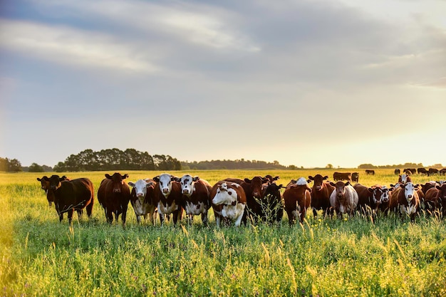 Novilhos olhando para a câmera Pampas Argentina