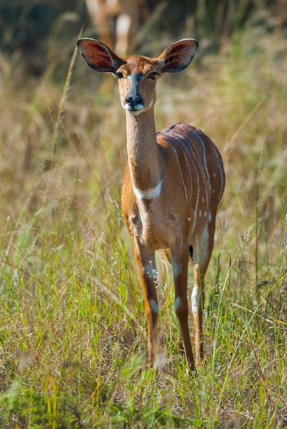 Nyala antílope masculino e feminino Parque Nacional Kruger África do Sul