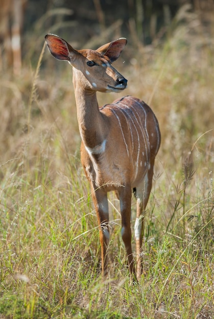 Nyala antílope masculino e feminino Parque Nacional Kruger África do Sul