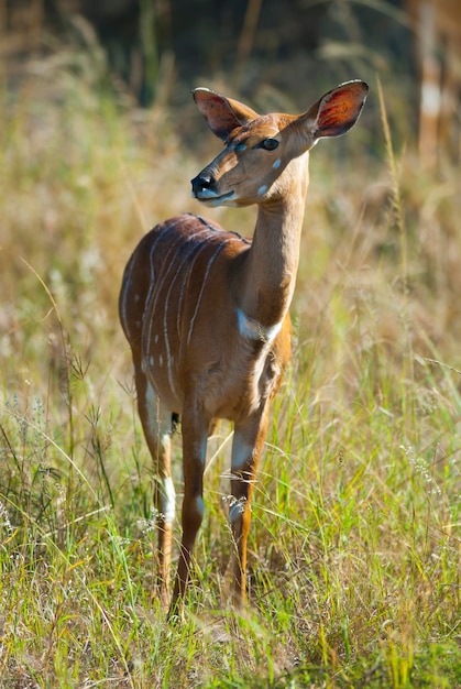 Nyala antílope masculino e feminino Parque Nacional Kruger África do Sul