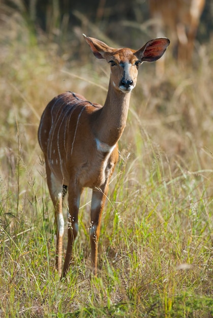 Nyala antílope masculino e feminino Parque Nacional Kruger África do Sul