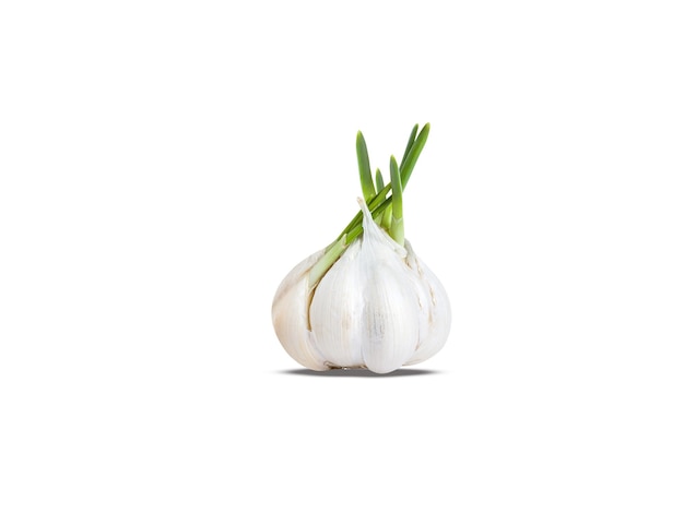 Foto o alho ou allium sativum é usado tanto como aromatizante alimentar quanto como remédio tradicional