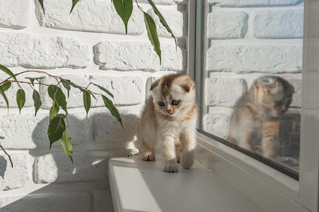 O gatinho bebê está sentado na janela