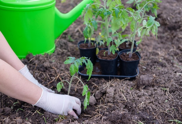 O processo de plantio de mudas de tomate em campo aberto