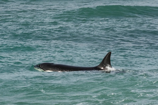 Orca atacando leões marinhos Península Valdés Patagônia Argentina