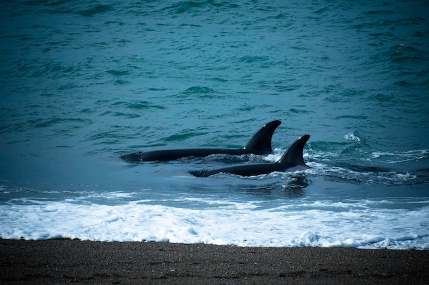 Orca atacando leões marinhos Península Valdés Patagônia Argentina