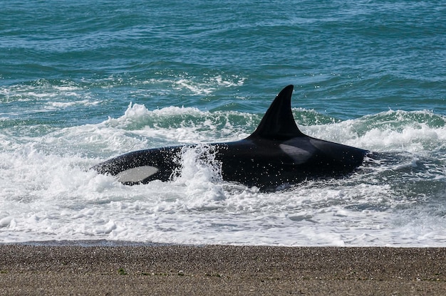 Orca atacando leões marinhosPenínsula Valdés Patagônia Argentina