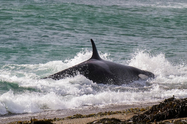 Orca Orca caçando um filhote de leão-marinho Península Valdés Patagônia Argentina