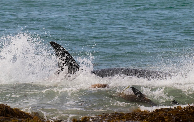 Orca Patagônia Argentina