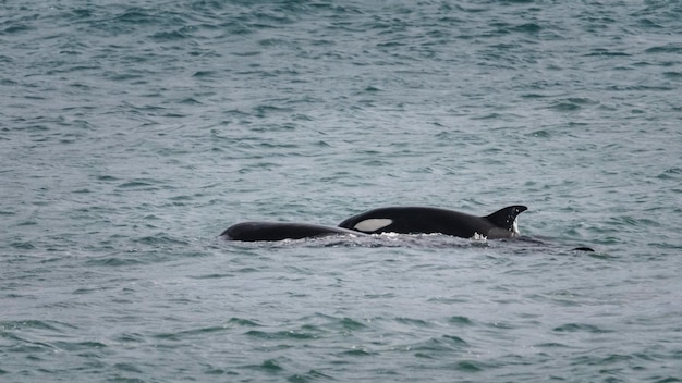 Orca Patagônia Argentina