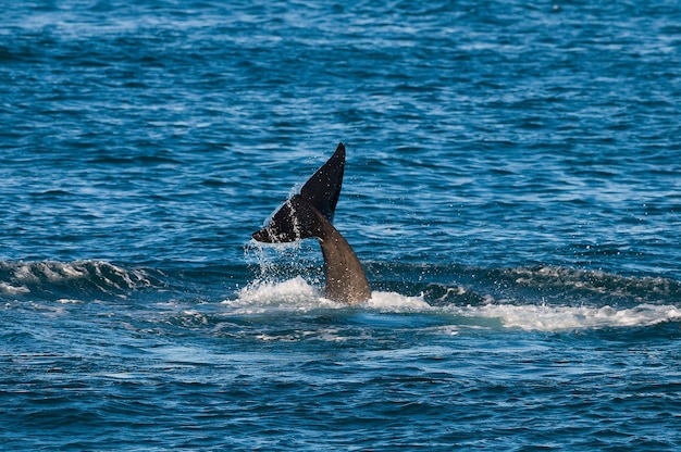 Orca Tail fluke, Península Valdés, Patagônia Argentina.