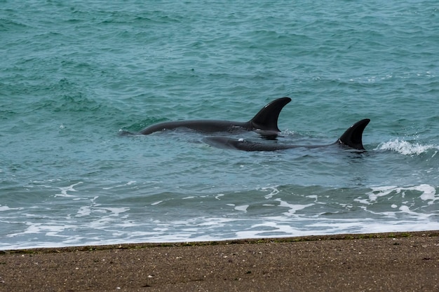 Orcas caçando leões marinhos Patagônia Argentina