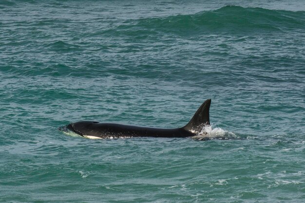 Orcas caçando leões marinhos Península Valdés Patagônia Argentina