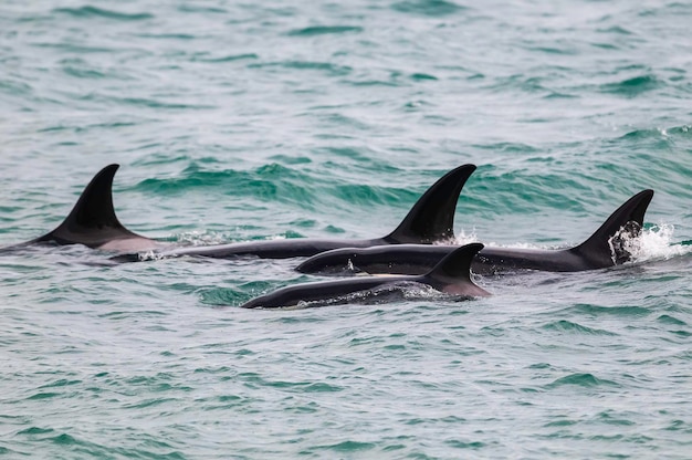 Orcas caçando leões marinhosPenínsula Valdés Patagônia Argentina