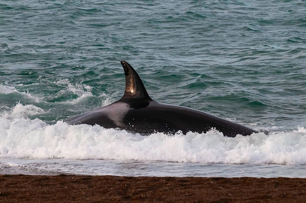 Orcas caçando leões marinhosPenínsula Valdés Patagônia Argentina