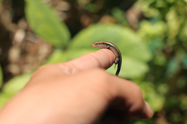 Ostindischer brauner Mabuya, vielliniger Sonnenskink, vielgestreifter Skink, gewöhnlicher Sonnenskink