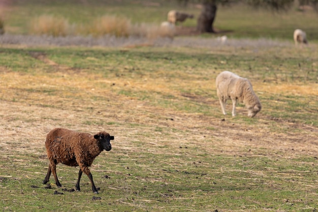 Ovelhas selvagens na paisagem Um rebanho de ovelhas