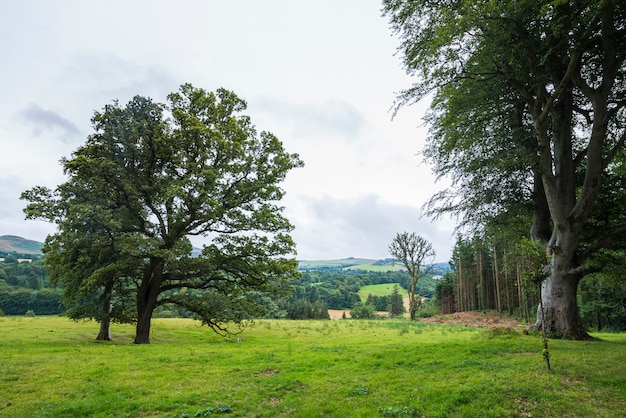 Paisagem calma verde no parque de Wicklow