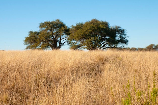 Paisagem da árvore de Calden La Pampa província Patagônia Argentina