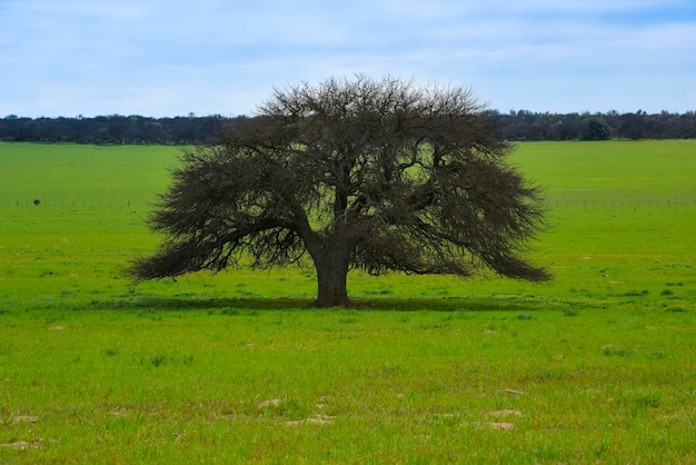 Paisagem da árvore de Calden La Pampa província Patagônia Argentina