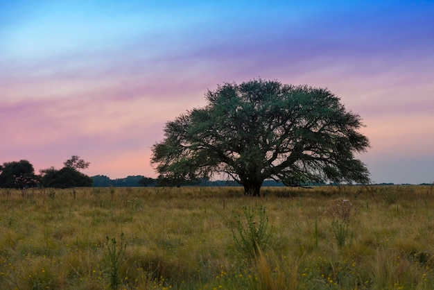 Paisagem da árvore de Pampas ao pôr do sol Província de La Pampa Argentina