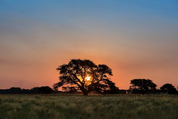 Paisagem da árvore de Pampas com uma tempestade no fundo Província de La Pampa Argentina