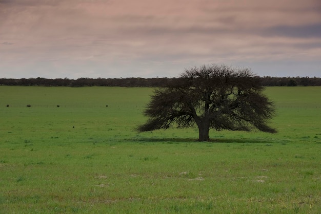 Paisagem da floresta de Calden La Pampa província Patagônia Argentina