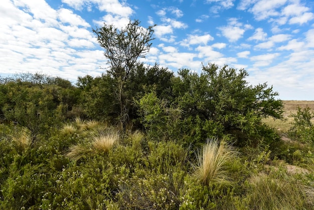 Paisagem da floresta de Calden La Pampa província Patagônia Argentina