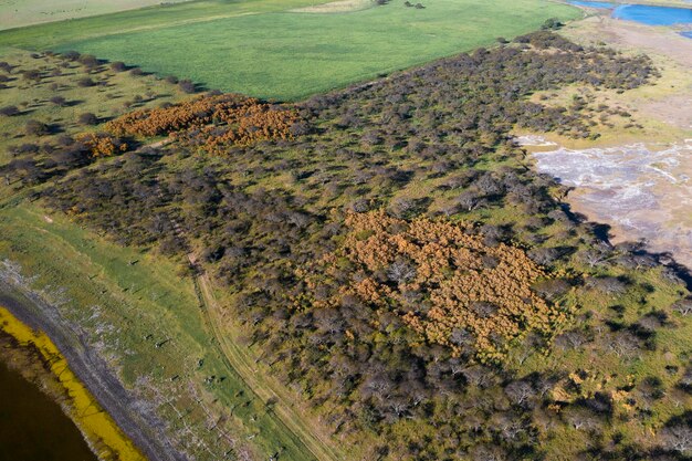 Paisagem da floresta de Calden Prosopis Caldenia plantas La Pampa província Patagônia Argentina