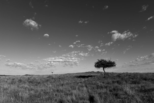 Paisagem da grama de Pampas Província de La Pampa Patagônia Argentina