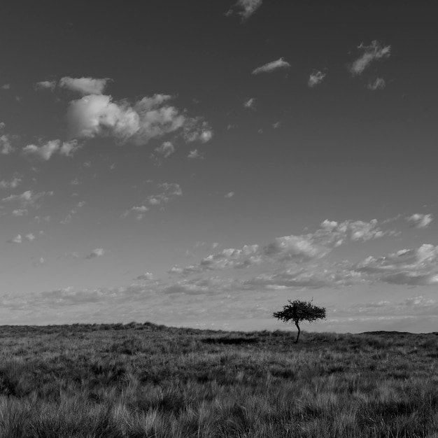 Paisagem da grama de Pampas Província de La Pampa Patagônia Argentina