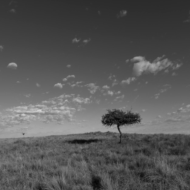 Paisagem da grama de Pampas Província de La Pampa Patagônia Argentina