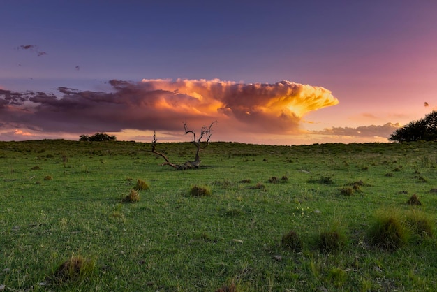 Paisagem da grama de Pampas Província de La Pampa Patagônia Argentina