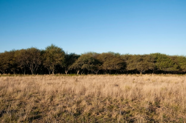 Paisagem da grama de Pampas Província de La Pampa Patagônia Argentina