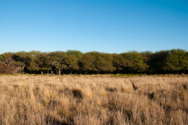 Paisagem da grama de Pampas Província de La Pampa Patagônia Argentina