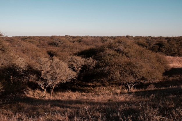 Paisagem da grama de Pampas Província de La Pampa Patagônia Argentina