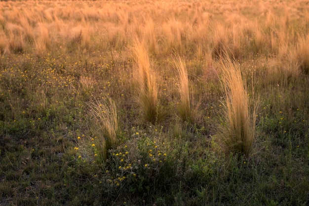 Paisagem de grama dos pampas ao pôr do sol Província de La Pampa Argentina