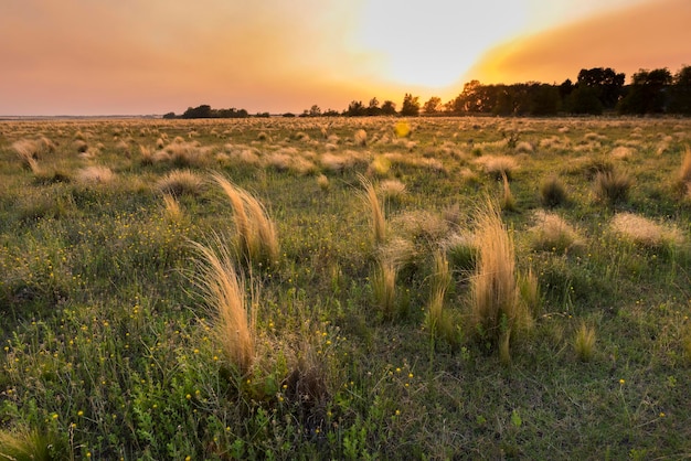 Paisagem de grama dos pampas ao pôr do sol Província de La Pampa Argentina