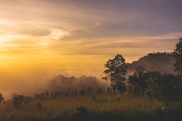 Paisagem de prados e árvores no Parque Nacional Thung Salaeng Luang, província de Phetchabun, Tailândia