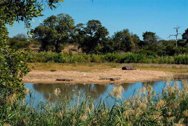 Paisagem de savana africana Parque Nacional Kruger África do Sul