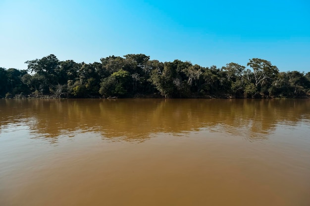 Paisagem do rio e selvaPantanal Brasil