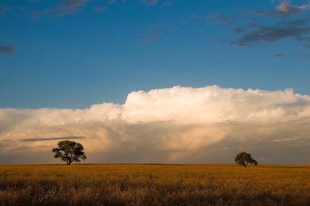 Paisagem dos Pampas, Província de La Pampa, Patagônia, Argentina.