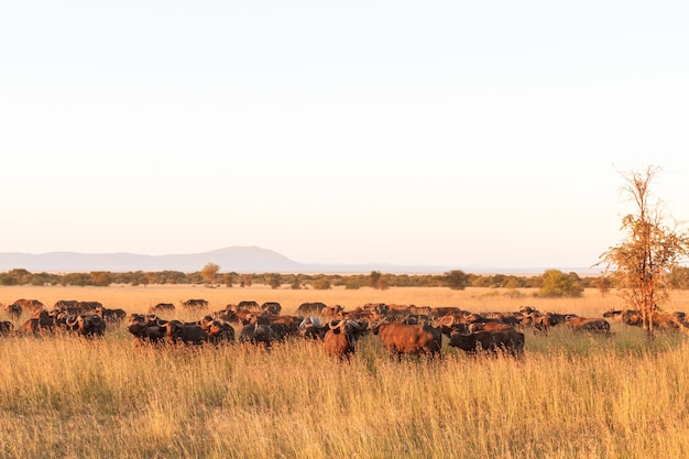 Paisagem na savana. Uma grande manada de búfalos. Serengeti. Tanzânia