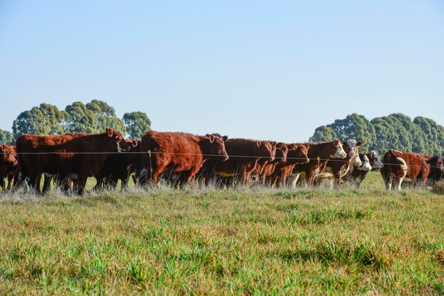 Paisagem rural com vacas pastando La Pampa Argentina