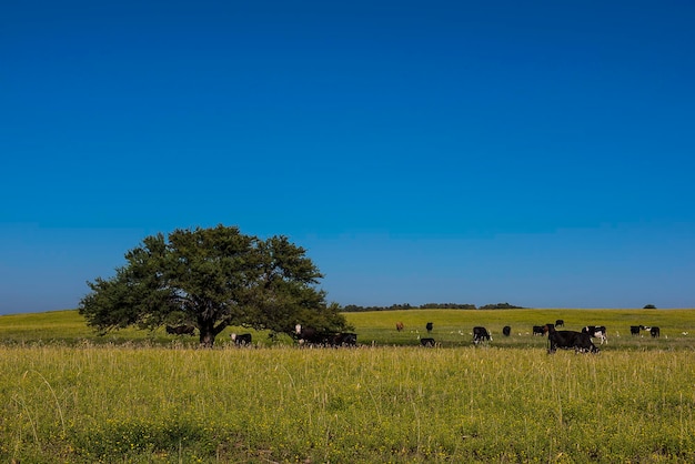 Pampas Plain Landscape e vacasPatagonia