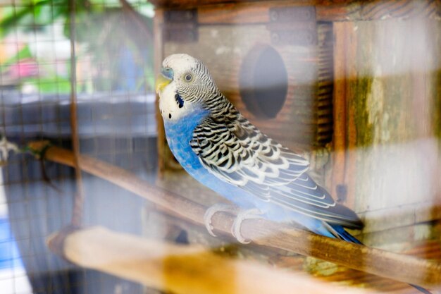 Foto papagaio azul