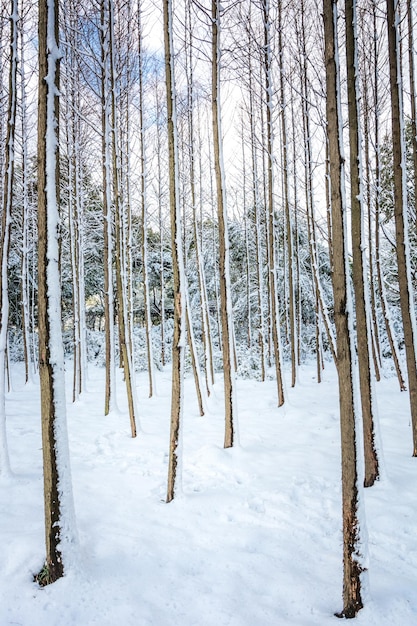 Parque de inverno na neve